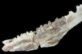 Fossil Fish (Ichthyodectes?) Jaw Section - Kansas #146339-1